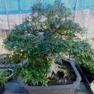 さつき　如峰山