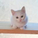 白子猫オス２ヶ月