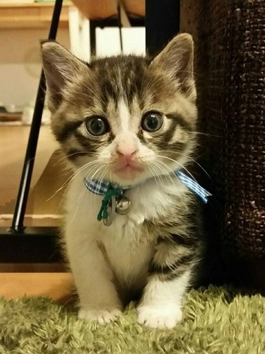生後２か月アイラインくっきり ねこネットあま 木田の猫の里親募集 ジモティー