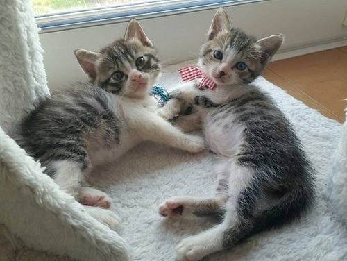 生後２か月アイラインくっきり ねこネットあま 木田の猫の里親募集 ジモティー