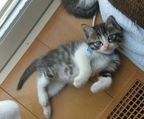 生後２か月アイラインくっきり ねこネットあま 木田の猫の里親募集 ジモティー