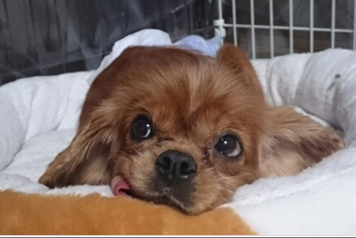 関東から人懐っこくおとなしいキャバリアの男の子の里親募集情報 オス 茶 リンダ 横浜のトイプードルの里親募集 ジモティー