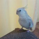 ホワイトフェイスシナモンのオカメインコ