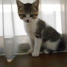 生後７週間の仔猫２匹の里親募集してます。 − 栃木県