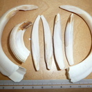 イノシシの牙と歯 合計7本