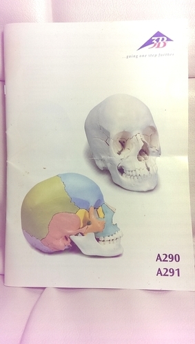 ◇3B社 頭蓋骨模型 22分解キットマルチカラー仕様