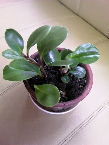 観葉植物 ハートリーフを育てたハートホヤ 古風な素焼きの平鉢 水受けつき みゃごさ 中野坂上の家具の中古あげます 譲ります ジモティーで不用品の処分
