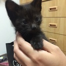 1ヶ月の黒子猫（オス）ちゃんの画像