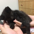 1ヶ月の黒子猫（オス）ちゃん - 大阪市
