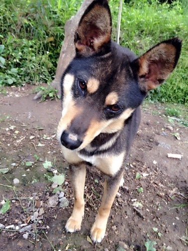 シェパード似 ブラックタン雑種2歳の女の子 ゆり さぬきのその他の里親募集 ジモティー