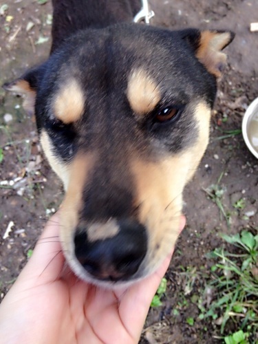 シェパード似 ブラックタン雑種2歳の女の子 ゆり さぬきのその他の里親募集 ジモティー