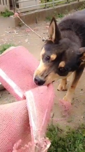 シェパード似 ブラックタン雑種2歳の女の子 ゆり さぬきのその他の里親募集 ジモティー