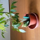 コーヒーの木　鉢植え　高さ50センチ