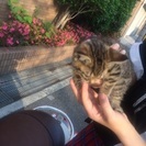 大阪 子猫ちゃん 里親様募集