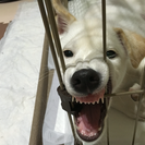 生後3ヶ月の柴mix犬雄です❗️ − 北海道