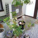 【取引中】観葉植物あげます