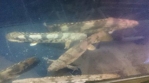 特大エンドリ7匹います