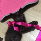 1ヶ月の黒子猫（オス）ちゃん - 猫