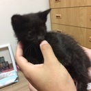 1ヶ月の黒子猫（オス）ちゃん − 大阪府