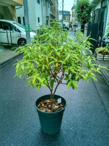我が家のレモンマートルの鉢植えは 無事に貰われて行きました お取り引き戴いた方に 感謝致します だいしきゅうもとむ 新川崎の家庭用品 ガーデニング の中古あげます 譲ります ジモティーで不用品の処分