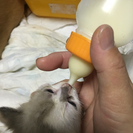 生後3週間程度の赤ちゃん - 猫