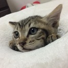 野良猫の子猫里親募集