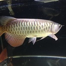 高背金龍アロワナ大阪市住吉区引取り