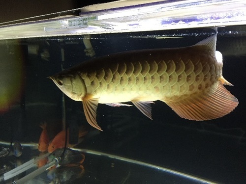 注文 高背金龍アロワナ大阪市住吉区引取り 