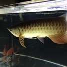 高背金龍アロワナ大阪市住吉区引取り