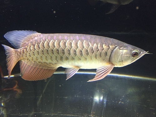 注文 高背金龍アロワナ大阪市住吉区引取り 