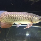 高背金龍アロワナ大阪市住吉区引取り