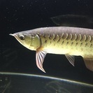 高背金龍アロワナ大阪市住吉区引取り