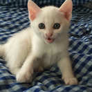 生後２ヶ月  オス♂ 白猫