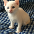生後２ヶ月 メス♀ 白猫の画像