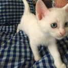 生後２ヶ月 メス♀ 白猫 - 天童市