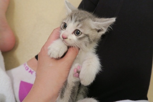 薄いグレーの男の子 Manaネコハウス 羽村の猫の里親募集 ジモティー 薄いグレーの男の子 Manaネコハウス 羽村の猫の里親募集 ジモティー