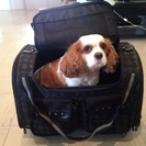 PET キャリーバック