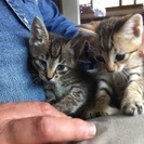 2匹の子猫ちゃんが家族を探してます