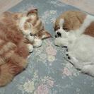 交渉中。本物そっくり眠りネコ＆犬