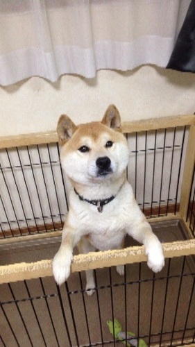 ７月に10歳になる赤柴のオスです コテツ さいたまの柴犬の里親募集 ジモティー
