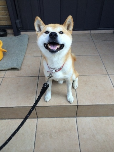 ７月に10歳になる赤柴のオスです コテツ さいたまの柴犬の里親募集 ジモティー