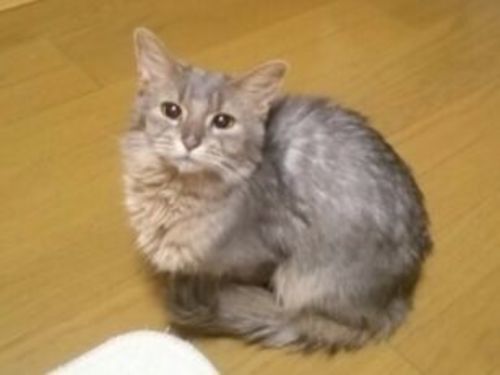 ソマリ ブルー メス 里親募集 Cattystyle 北の猫の里親募集 ジモティー