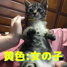 仔猫の里親さん募集 - 猫