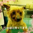 心優しい素敵な飼い主さんに出会えました