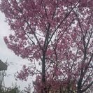 濃いピンクの桜の苗