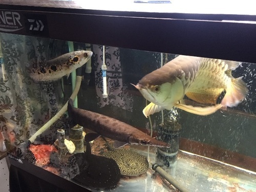 大型水槽1500×600×600 上部濾過＆水槽台＆アロワナ＆クロコダイル