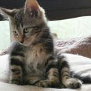 子猫２ヶ月オス キジトラ(アメショーmix)