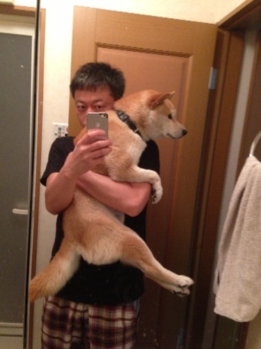 ７月に10歳になる赤柴のオスです コテツ さいたまの柴犬の里親募集 ジモティー