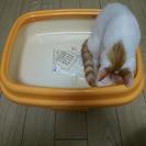 猫用トイレにおから猫砂、ﾋﾙｽﾞｻｲｴﾝｽﾀﾞｲｴｯﾄ400g1袋！