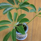 観葉植物　シェフレラ（カポック）有田焼　アジアンテーストな植木鉢